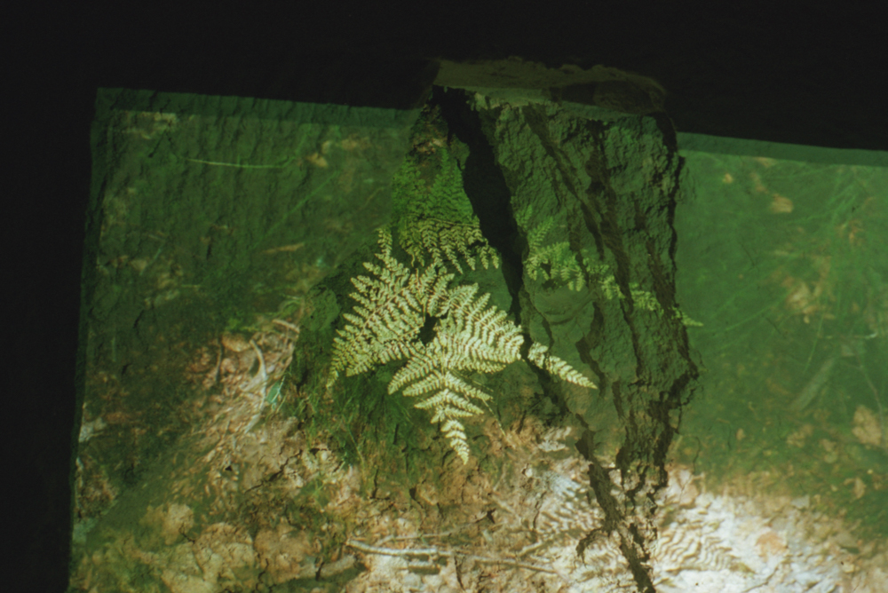 Rhizome, 2024 — Edouard Taufenbach Bastien Pourtout